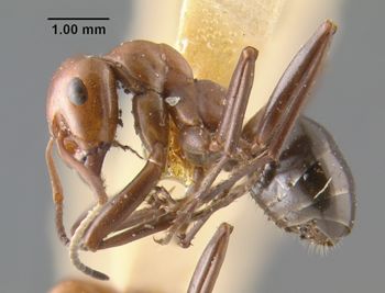 Media type: image;   Entomology 28996 Aspect: habitus lateral view